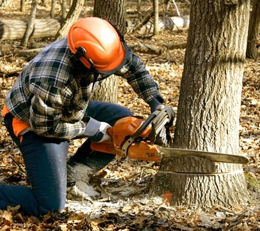 Tree Removal in Yorktown, TX